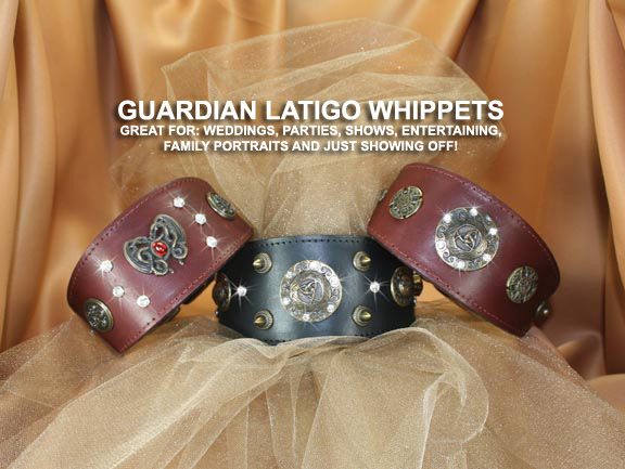 A Guardian Group of #46A9E7
