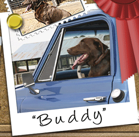 Studded Bully Leather Dog Collars